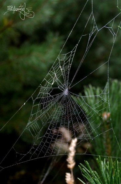 Фотовиставка Тетяни Должко